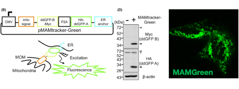MAMtracker